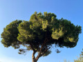 Tree at Villa, Acireale, Sicily